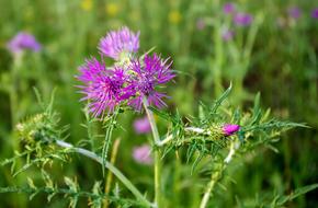 Thistle Flower Summer