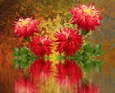 Dahlias Autumn Dahlia Garden Late