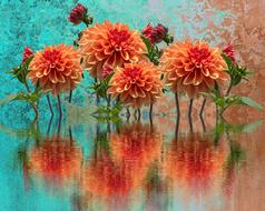 Autumn Dahlias flowers digital art
