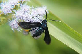 Polinizacion Insects Butterflies