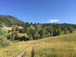 Trail Trees Landscape