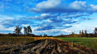 Field in spring Landscape