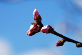 Flower Cherry Blossoms Spring