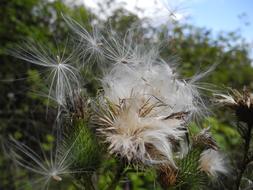 Milkweed Seeds Macro