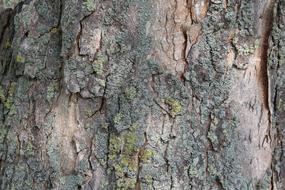 green-brown tree bark, close-up