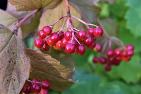Viburnum Berry Red