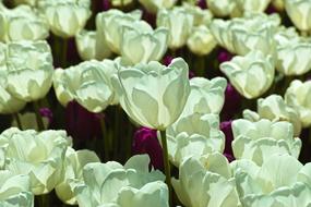 White Tulips Flower