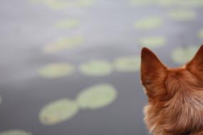 the ears of a cute cat by the lake
