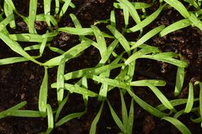 green grass in water droplets