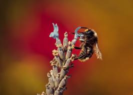 Bee Rose Insect Close