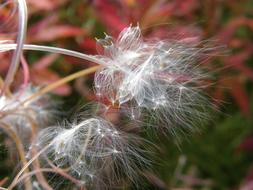 Fireweed Flower Seeds
