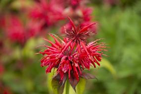 Flower Close Up Blossom