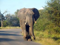 Elephant Animal Africa The Kruger