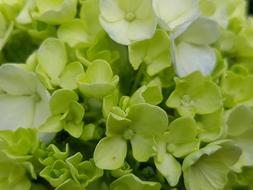 Green Flowers closeup photo