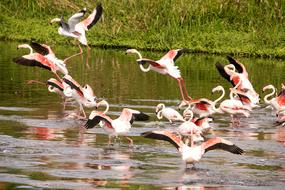 Flaming Bird Flight