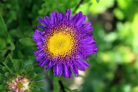 Aster Flower Garden