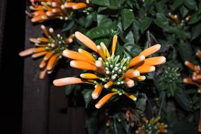 Daisy Flower Flowering