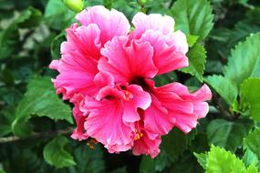 Daisy Flower Flowering