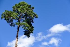 green tall tree on a blue cloud background