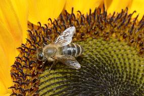 Bee Insect Close Up