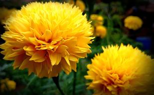 Yellow Flower