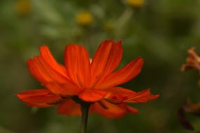 Flower Orange Nature