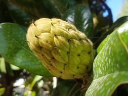 Garden Botanical Nature