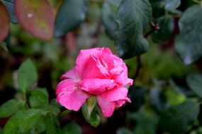 Flowers Nature Floral