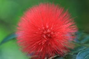 That Solar Sunflower