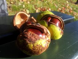 chestnuts on the table green