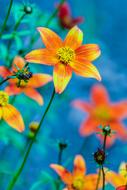 Flower Summer Orange