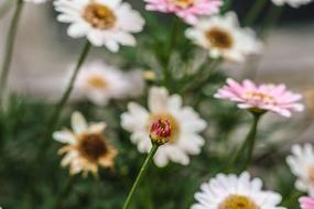 Flower Summer Garden