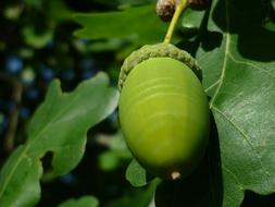 chestnut green with leaves