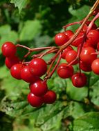 Fruit Red Wild Shrub