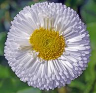 Daisy Blossom Bloom Small