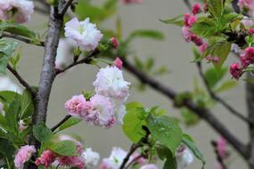Plant Cherry Blossoms