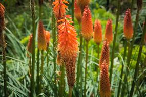 Flower Orange Blossom