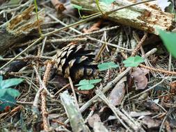 Forest Ground Nature