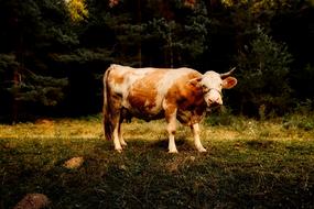 rural Cow Animal on Farm