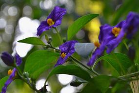Purple Blossom Bloom