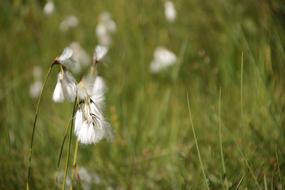 Mountain Flower Nature Cotton
