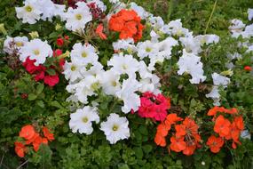 Flowers Petunia Red