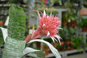 Flower Plant Aechmea