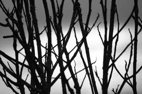 Graphic Image Nature