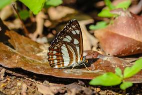 Insects Butterfly Plain Color Wong