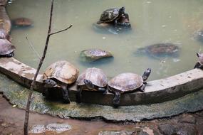 Tortoise Water Nature