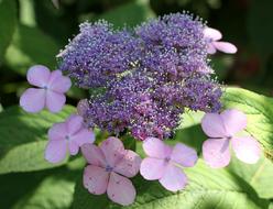 Flower Pink Close Up