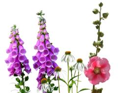 Larkspur Wildflowers Meadow