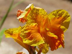 Flower Canna Yellow