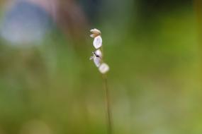 little flowers on the green grass